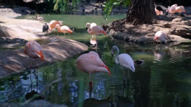 Flamingos Und Enten Hängen Gemeinsam Teich — Stockvideo