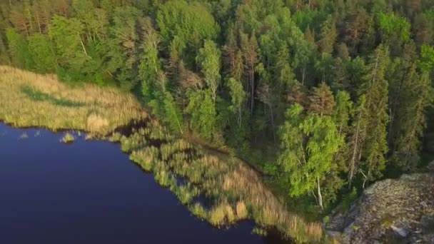 深い森の中の荒野の湖と岩のビーチ — ストック動画