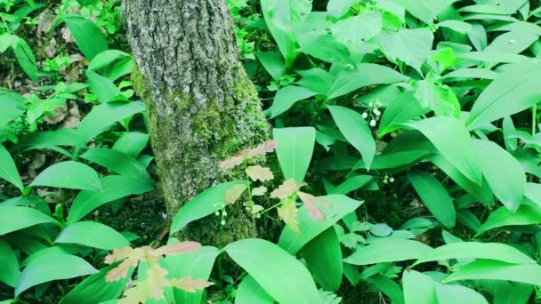 Lirio Del Valle Bosque Profundo Imágenes Coloridas Bosque Verde — Vídeo de stock