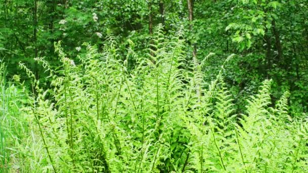 Helechos Muy Verdes Verde Bosque Colorido Breeze Material Archivo — Vídeo de stock