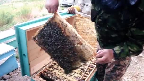 Bee Farm Ásia Central Quirguistão Abelhas Uma Colmeia Cortando Favo — Vídeo de Stock