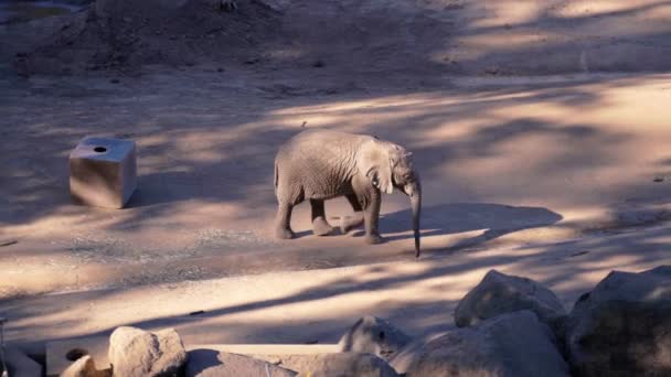 Elefante Bebê Caminhando Direção Lagoa Atrás Das Rochas Arbustos Para — Vídeo de Stock