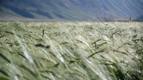 Bella Natura Valle Kirghizistan Montagne Paesaggi Infiniti Asia Centrale Che — Video Stock