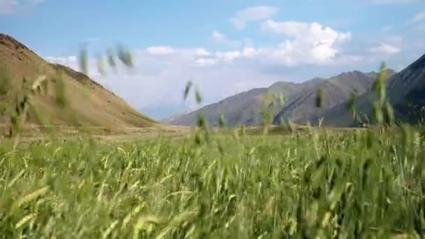 Schöne Natur Den Bergen Kirgisistans Endlose Landschaften Zentralasien Mit Wilder — Stockvideo