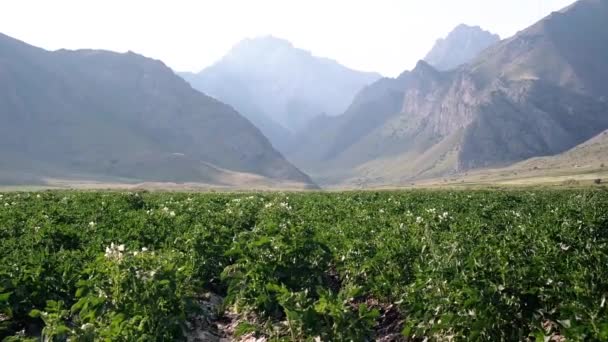 Hermosa Naturaleza Del Valle Las Montañas Kirguistán Paisajes Interminables Asia — Vídeo de stock