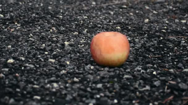 Два Красных Яблока Потерялись Гравийном Поле — стоковое видео