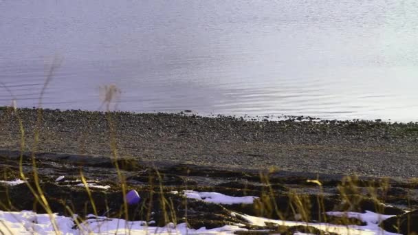 Cestini Sulla Spiaggia Artica Dell Oceano Micro Plastica Problema Molto — Video Stock