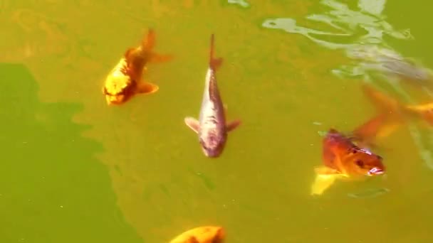 Velké Barevné Odrůdy Kapra Amur Cyprinus Rubrofuscus Plavou Jezírku Studená — Stock video