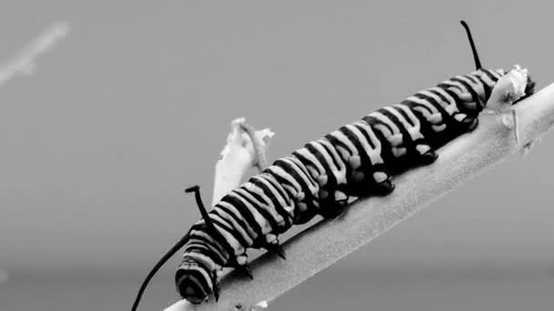 Tırtıl Bitki Dalından Iniyor Kelebek Danaus Pleksippus Siyah Beyaz Soyut — Stok video