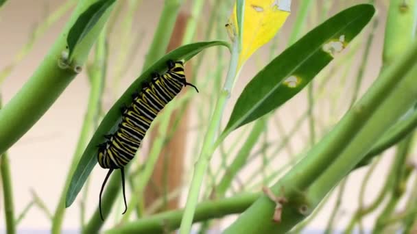 Mariposa Monarca Danaus Plexippus Oruga Alimentación Planta Verde Dejar Videografía — Vídeos de Stock