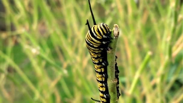 Mariposa Monarca Danaus Plexippus Oruga Primer Plano Zoom Alimentación Una — Vídeos de Stock