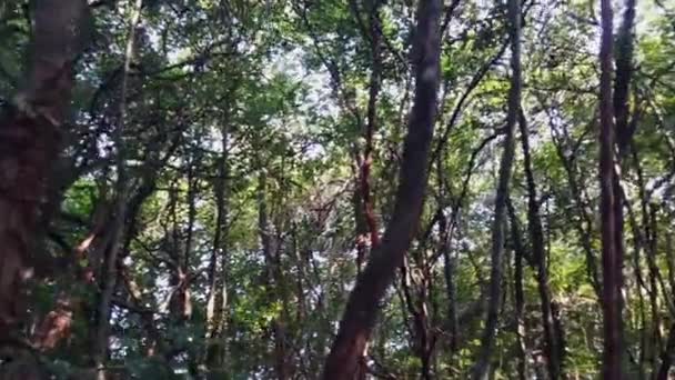 熱帯雨林の深みからの眺めは 木陰を見せ 日光に照らされた緑の葉は 旅行者が現実から自分自身を失うことになります — ストック動画
