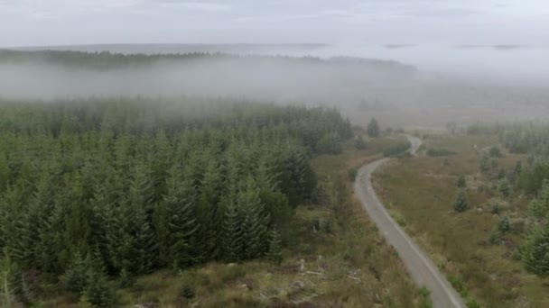 Uma Vista Aérea Abetos Névoa Manhã Uma Estrada Que Leva — Vídeo de Stock