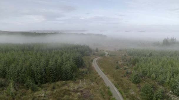 Una Vista Aerea Abeti Nella Nebbia Del Mattino Una Strada — Video Stock