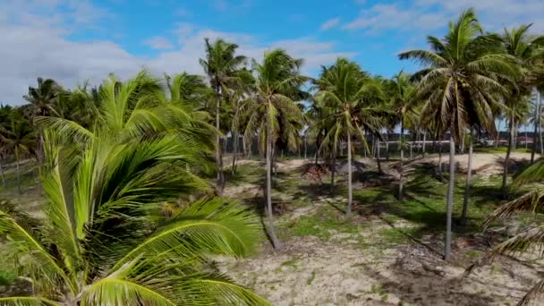 Dron Kokosowe Drzewa Błękitne Niebo Plaża Imbassa Bahia Brazylia — Wideo stockowe