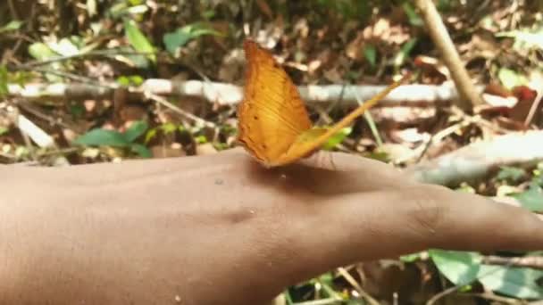 拍下这只罕见的蝴蝶在人类的手上栖息后飞走的特写 — 图库视频影像