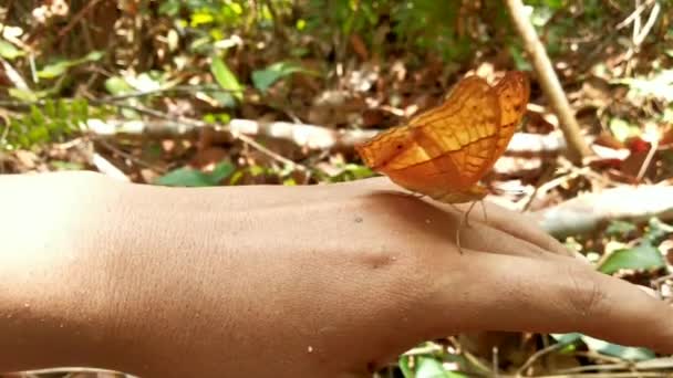 Der Ungewöhnliche Schmetterling Hockte Auf Der Hand Eines Menschen Saugte — Stockvideo