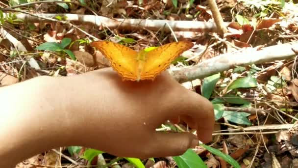 Der Ungewöhnliche Goldene Schmetterling Hockte Auf Der Hand Eines Menschen — Stockvideo