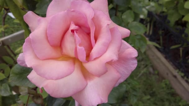 Róża Współczucia Pełnymi Płatkami — Wideo stockowe