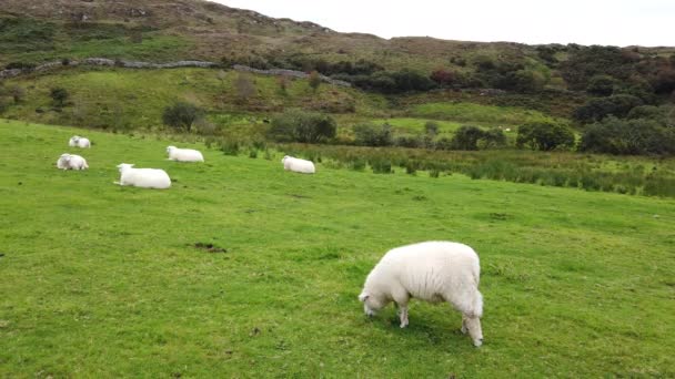 Sheep Grazing Natural Environment Ireland — Stock Video