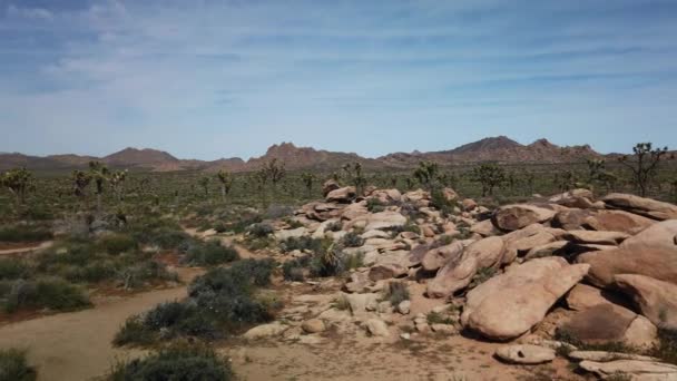 Plan Panoramique Une Section Parc National Joshua Tree Avec Des — Video