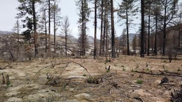 几年前在加利福尼亚州伊迪尔野附近的一场野火中 一颗严重烧毁的树的周围地区被右击了一枪 — 图库视频影像