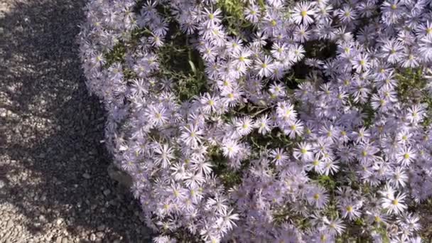 Marguerites Michaelmas Mauves Pâles Soleil — Video