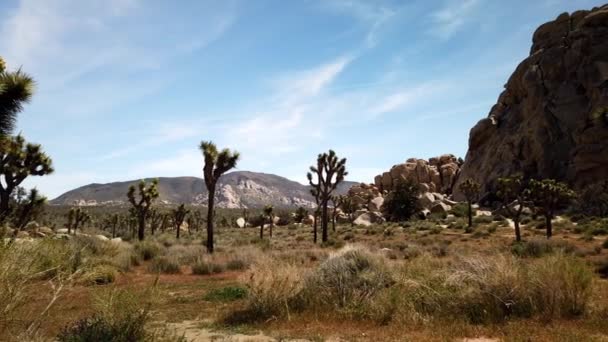 Joshua Tree Ulusal Parkı Ndaki Joshua Tree Ağaçlarının Bazı Yürüyüşçülerin — Stok video