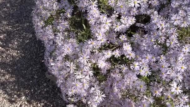 Marguerites Michaelmas Mauves Pâles Soleil — Video