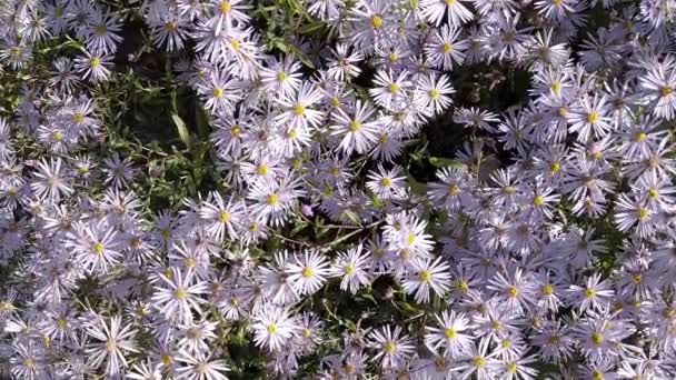 Marguerites Michaelmas Mauves Pâles Soleil — Video