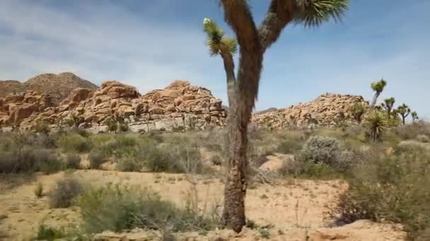 Joshua Tree Ulusal Parkı Ndaki Bir Tarlanın Görüntüsü Fırça Büyük — Stok video