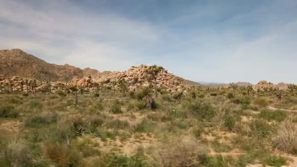 Panning Shot Field Joshua Tree National Park Made Brush Large — Stock Video