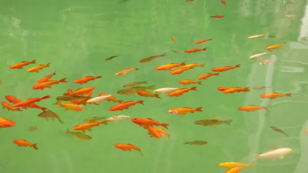 Montón Peces Colores Estanque Nadando — Vídeo de stock