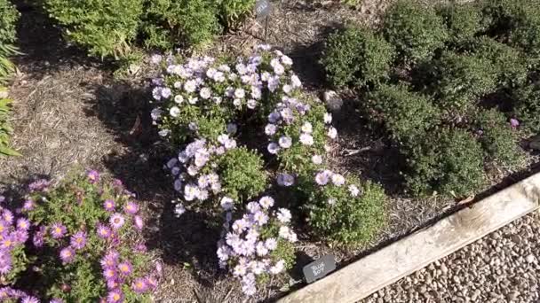 Margaridas Michaelmas Rosa Pequenas Uma Borda — Vídeo de Stock