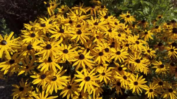 Κίτρινο Rudbeckia Μαζικά Στο Φως Του Ήλιου — Αρχείο Βίντεο