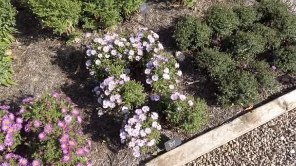 Margaridas Michaelmas Rosa Pequenas Uma Borda — Vídeo de Stock