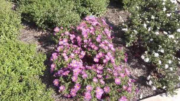 Pequenas Margaridas Michaelmas Cor Rosa Luz Solar — Vídeo de Stock