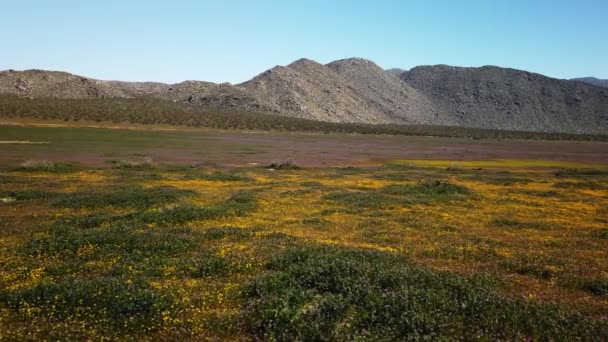 Schwenkbild Einer Superblüte Südkalifornien Mit Gelben Und Lila Blüten Und — Stockvideo