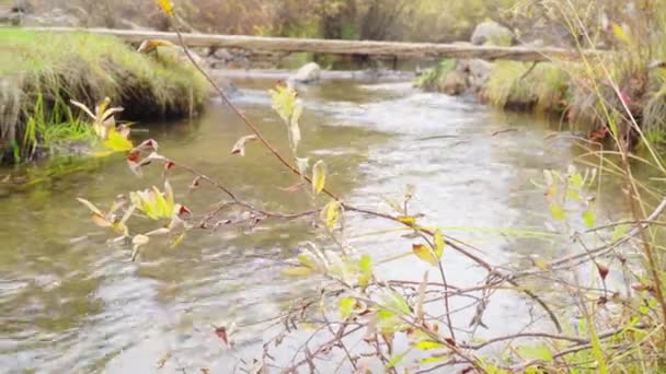 Vista Panorámica Del Arroyo Claro Limpio Que Fluye Otoño — Vídeos de Stock