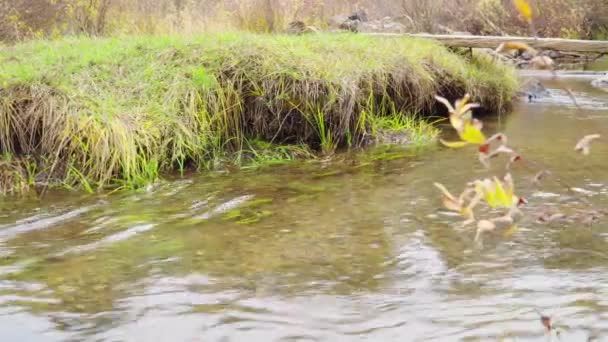 秋に流れる清らかな小川のパノラマ — ストック動画