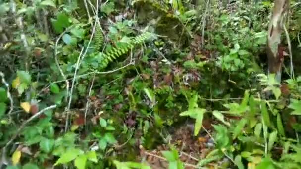 Park Konserwatorski Kersik Luway Słońce Świeci Malownicze Wieczna Zieleń Uczucie — Wideo stockowe