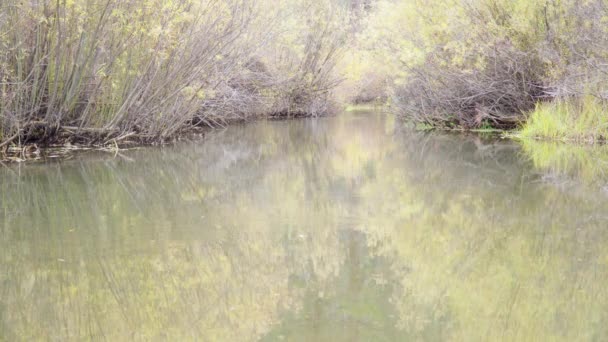 Stationary View Looking Upstream Clear Clean Creek Flowing Autumn — Stock Video