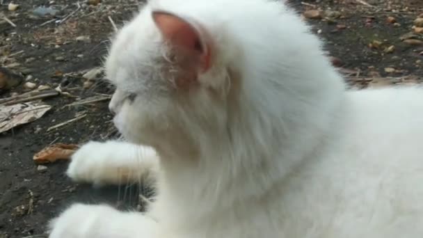 Gato Angora Turco Blanco Parpadeando Aleteando Lindo Adorable Una Vista — Vídeos de Stock