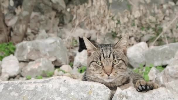 Όμορφη Γάτα Κάθεται Kotor — Αρχείο Βίντεο