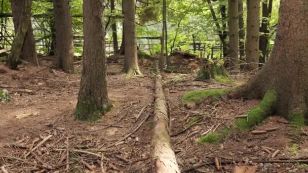 Człowiek Przemierzający Wąwóz Pokljuka Słowenii Wiosną Parku Narodowym Triglav Chodzenie — Wideo stockowe
