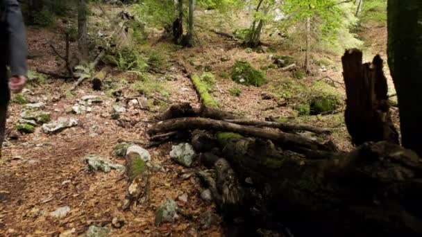 Man Walking Pokljuka Gorge Slovenia Durante Primavera Nel Parco Nazionale — Video Stock