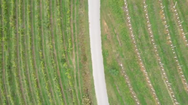 从航空角度出发 汽车和面包车驶过斯洛文尼亚Jeruzelum的葡萄酒产地 鸟瞰着穿过葡萄园的笔直的道路 — 图库视频影像