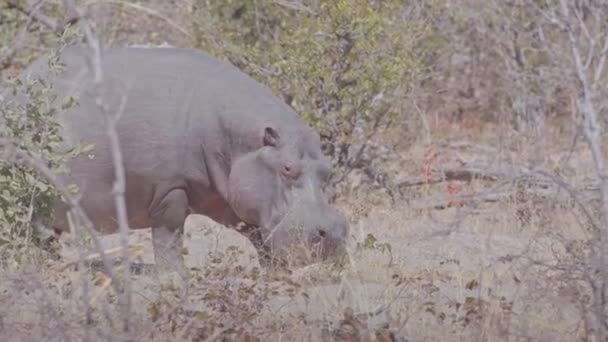 Hippo Walking African Jungle Summer — Stock Video