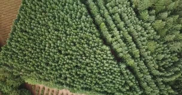 Inclinare Vista Aerea Aereo Abbandonato Nascosto Nel Mezzo Della Foresta — Video Stock