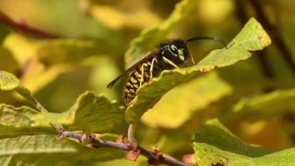 Avispa Caminando Alrededor Hoja Del Árbol Luego Volando Lejos Las — Vídeos de Stock